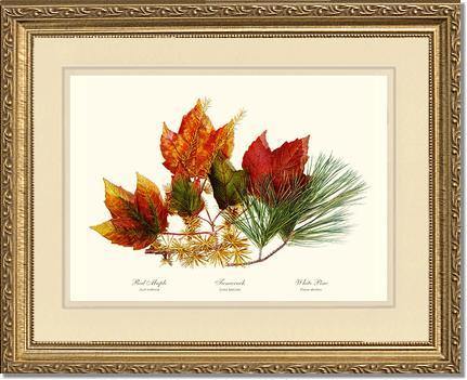 Tree Leaf: Maple-Tamarack-Pine in Autumn Color - Charting Nature