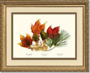 Tree Leaf: Maple-Tamarack-Pine in Autumn Color - Charting Nature