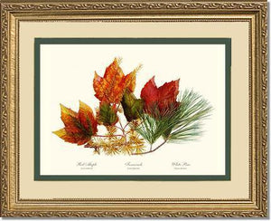 Tree Leaf: Maple-Tamarack-Pine in Autumn Color - Charting Nature