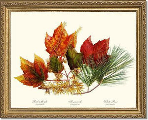 Tree Leaf: Maple-Tamarack-Pine in Autumn Color - Charting Nature