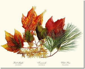 Tree Print: Tree Leaf: Maple-Tamarack-Pine in Autumn Color
