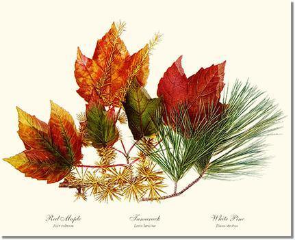 Tree Leaf: Maple-Tamarack-Pine in Autumn Color | Vintage Tree Leaf Art Print
