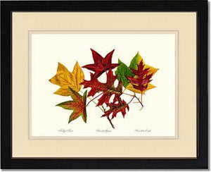 Tree Leaf:  Tulip-Tree-Sweet-Gum-Scarlet-Oak in Autumn Color - Charting Nature