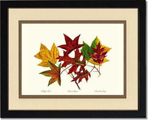 Tree Leaf:  Tulip-Tree-Sweet-Gum-Scarlet-Oak in Autumn Color - Charting Nature