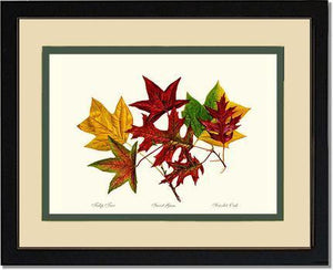 Tree Leaf:  Tulip-Tree-Sweet-Gum-Scarlet-Oak in Autumn Color - Charting Nature