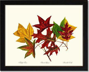 Tree Leaf:  Tulip-Tree-Sweet-Gum-Scarlet-Oak in Autumn Color - Charting Nature