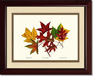 Tree Leaf:  Tulip-Tree-Sweet-Gum-Scarlet-Oak in Autumn Color - Charting Nature