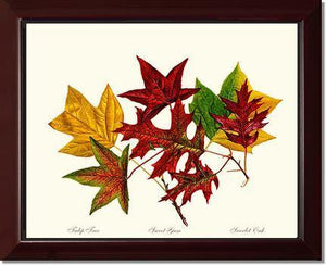 Tree Leaf:  Tulip-Tree-Sweet-Gum-Scarlet-Oak in Autumn Color - Charting Nature