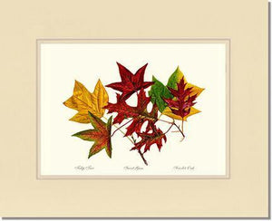 Tree Leaf:  Tulip-Tree-Sweet-Gum-Scarlet-Oak in Autumn Color - Charting Nature