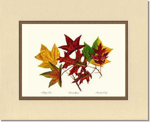 Tree Leaf:  Tulip-Tree-Sweet-Gum-Scarlet-Oak in Autumn Color - Charting Nature