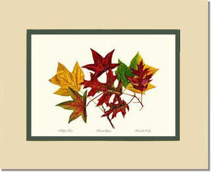 Tree Leaf:  Tulip-Tree-Sweet-Gum-Scarlet-Oak in Autumn Color - Charting Nature