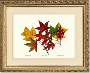 Tree Leaf:  Tulip-Tree-Sweet-Gum-Scarlet-Oak in Autumn Color - Charting Nature