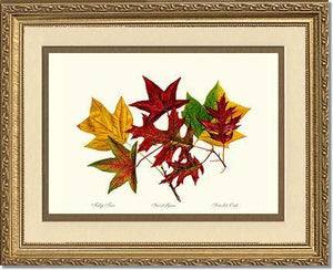 Tree Leaf:  Tulip-Tree-Sweet-Gum-Scarlet-Oak in Autumn Color - Charting Nature