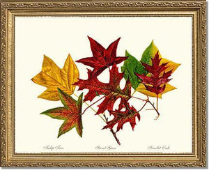 Tree Leaf:  Tulip-Tree-Sweet-Gum-Scarlet-Oak in Autumn Color - Charting Nature