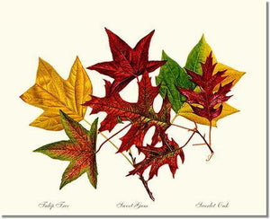 Tree Print: Tree Leaf:  Tulip-Tree-Sweet-Gum-Scarlet-Oak in Autumn Color