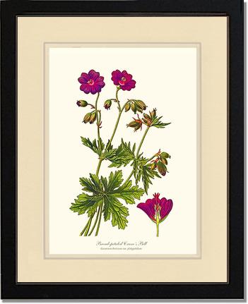 Crane's Bill | Flower/Floral Art Print