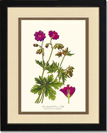 Crane's Bill | Flower/Floral Art Print