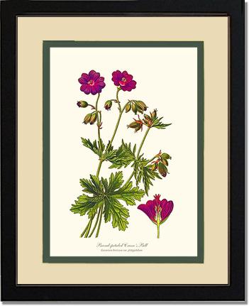 Crane's Bill | Flower/Floral Art Print