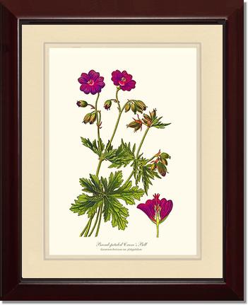 Crane's Bill | Flower/Floral Art Print