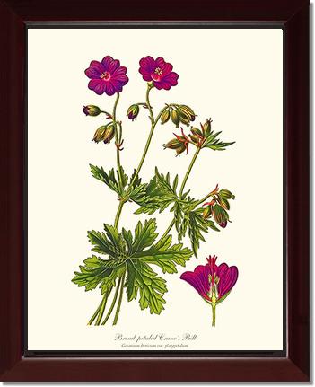 Crane's Bill | Flower/Floral Art Print