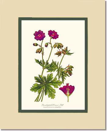 Crane's Bill | Flower/Floral Art Print