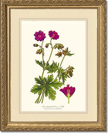 Crane's Bill | Flower/Floral Art Print