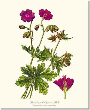 Flower Floral Print: Crane's Bill Pelargonium