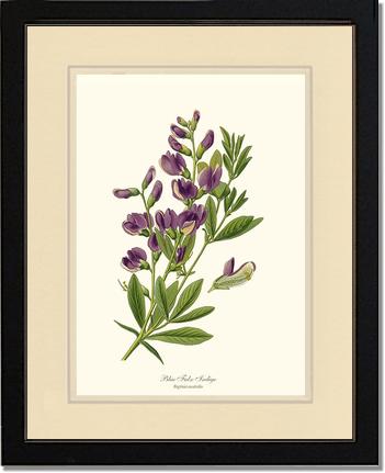 Indigo, Blue False | Flower/Floral Art Print
