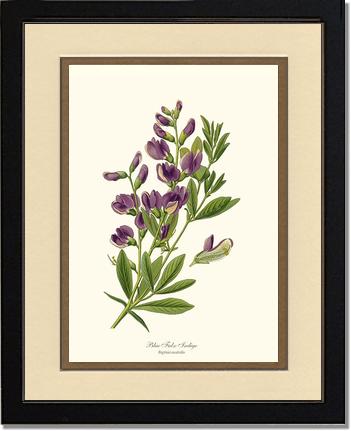 Indigo, Blue False | Flower/Floral Art Print