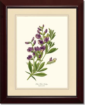 Indigo, Blue False | Flower/Floral Art Print