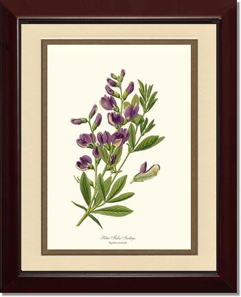 Indigo, Blue False | Flower/Floral Art Print