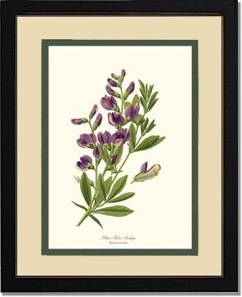 Indigo, Blue False | Flower/Floral Art Print