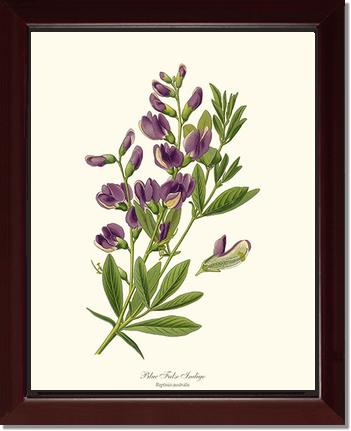 Indigo, Blue False | Flower/Floral Art Print