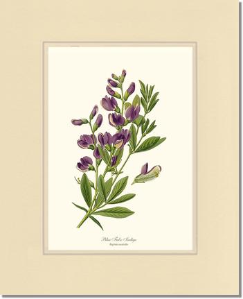 Indigo, Blue False | Flower/Floral Art Print