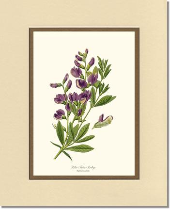 Indigo, Blue False | Flower/Floral Art Print