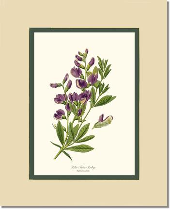 Indigo, Blue False | Flower/Floral Art Print