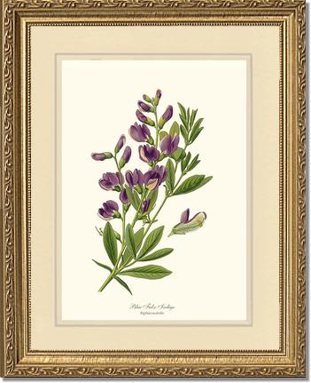 Indigo, Blue False | Flower/Floral Art Print