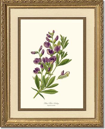 Indigo, Blue False | Flower/Floral Art Print