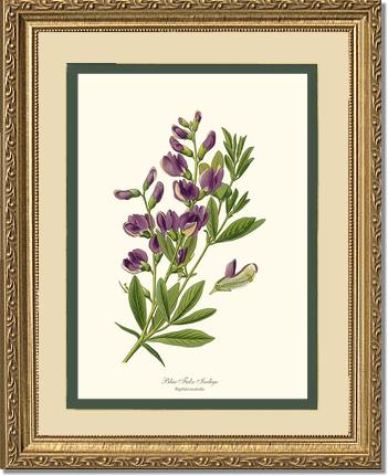 Indigo, Blue False | Flower/Floral Art Print