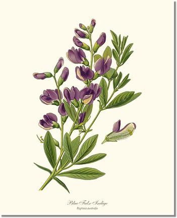 Indigo, Blue False | Flower/Floral Art Print