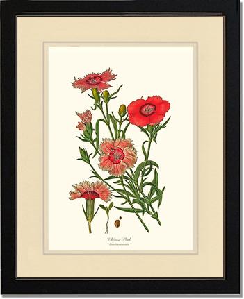Dianthus, Chinese Pink | Flower/Floral Art Print