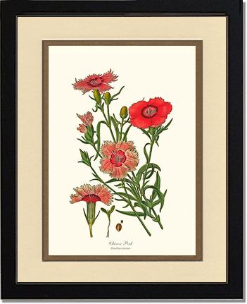 Dianthus, Chinese Pink | Flower/Floral Art Print