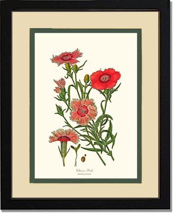Dianthus, Chinese Pink | Flower/Floral Art Print