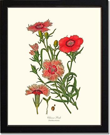 Dianthus, Chinese Pink | Flower/Floral Art Print