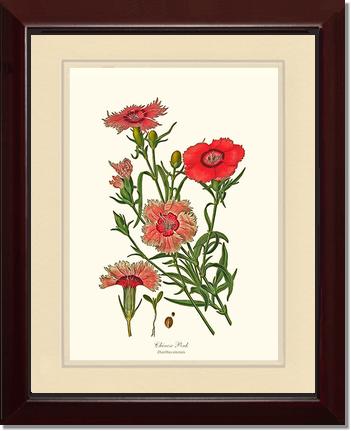 Dianthus, Chinese Pink | Flower/Floral Art Print
