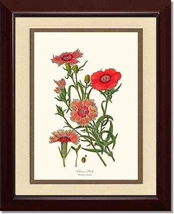 Dianthus, Chinese Pink | Flower/Floral Art Print