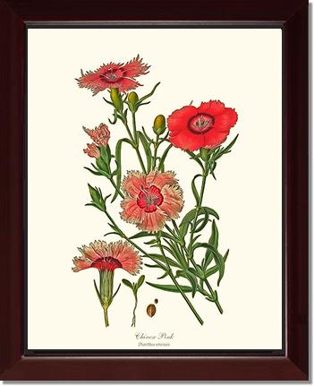 Dianthus, Chinese Pink | Flower/Floral Art Print