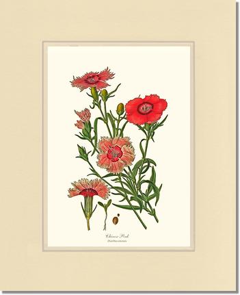 Dianthus, Chinese Pink | Flower/Floral Art Print