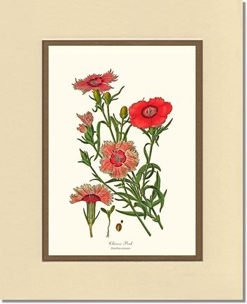 Dianthus, Chinese Pink | Flower/Floral Art Print