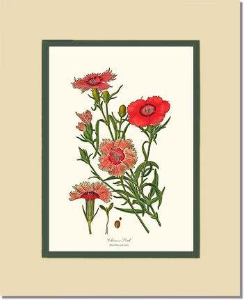 Dianthus, Chinese Pink | Flower/Floral Art Print